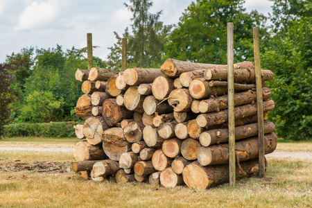 Piled pine tree trunks between poles in dutch parkの写真素材