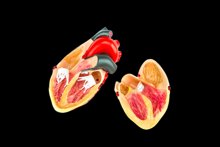 Inside of human heart model on black backgroundの写真素材