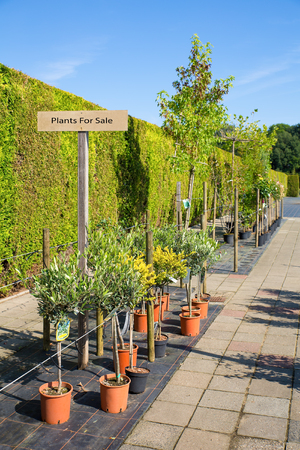 Potted plants for sale in european garden centerの写真素材
