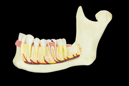 Human jaw model with teeth isolated on black backgroundの写真素材