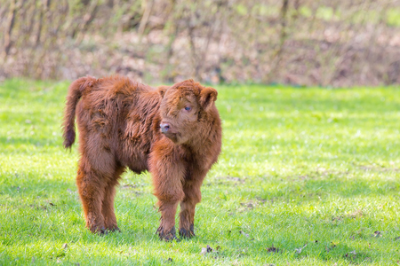 One newborn red brown scottish highlander calf standing in green pastureの写真素材