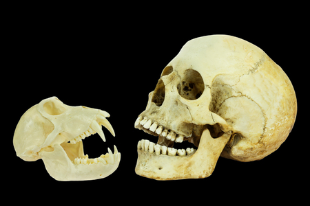 Real skulls of human and monkey isolated on black backgroundの写真素材