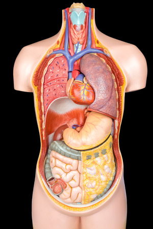 Human body model with organs  isolated on black backgroundの写真素材