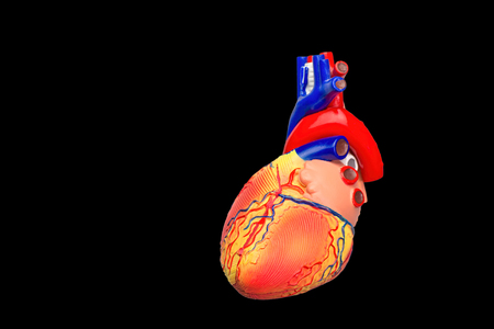 Artificial human heart model isolated on black backgroundの写真素材