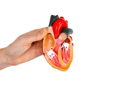 Hand showing model human heart isolated on white backgroundの写真素材
