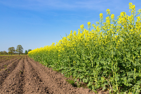Dutch landscape with plowed field and yellow blooming field of rapeseed plantsの写真素材