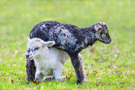 Two newborn black and white lambs playing together in green dutch pasture
