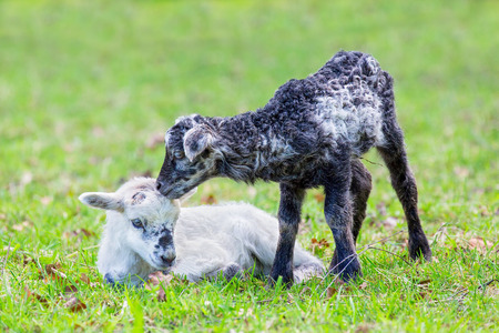 Two newborn black and white lambs together in green pasture during spring seasonの写真素材