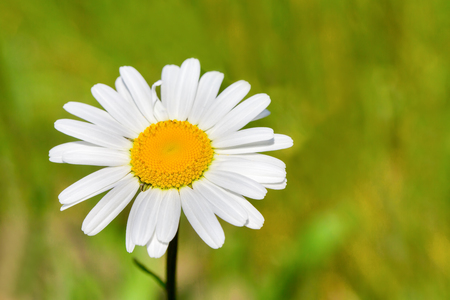 One solitary flowering white daisy with nice bokeh in green pastureの写真素材