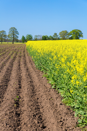 European  landscape with plowed farmland and yellow field of rapeseed plantsの写真素材