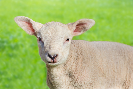 Close up portrait of one newborn white  lamb in green meadowの写真素材