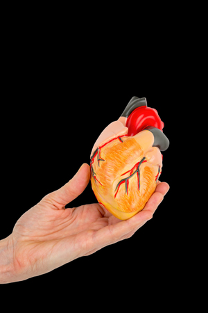 Female hand holds human heart model isolated on black backgroundの写真素材