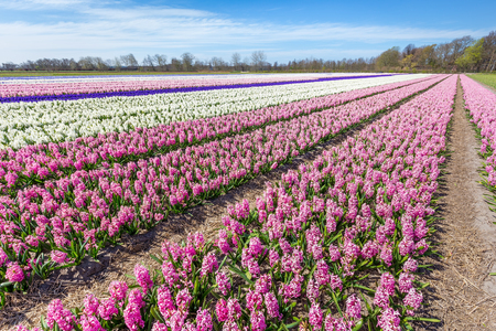 Landscape with rows of flowering pink and white  hyacinth flowers in Hollandの写真素材