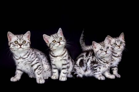 Group of young tabby cats isolated on black backgroundの写真素材