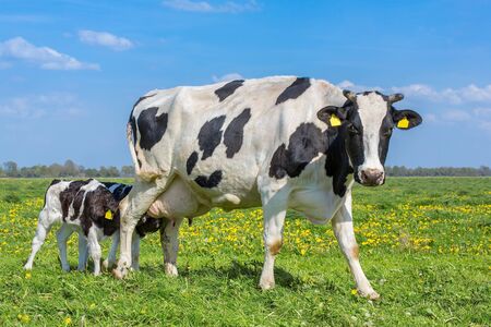 Newborn calves drinking milk from mother cow in dutch pasture