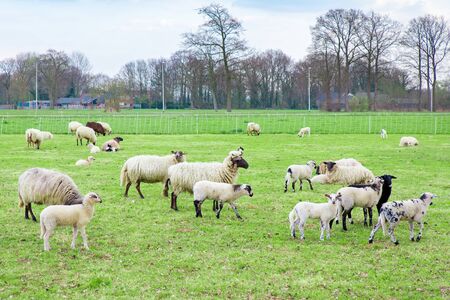 Herd of white sheep with lambs in green european pastureの写真素材