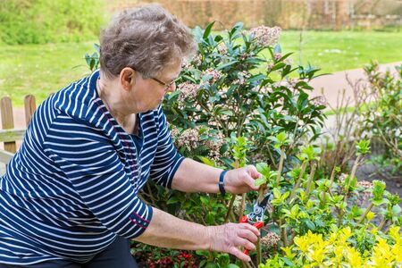 Elderly caucasian woman prunes branch of hydrangeaの写真素材