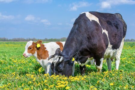 Mother cow and calf together in pasture with blooming yellow  dandelionsの写真素材