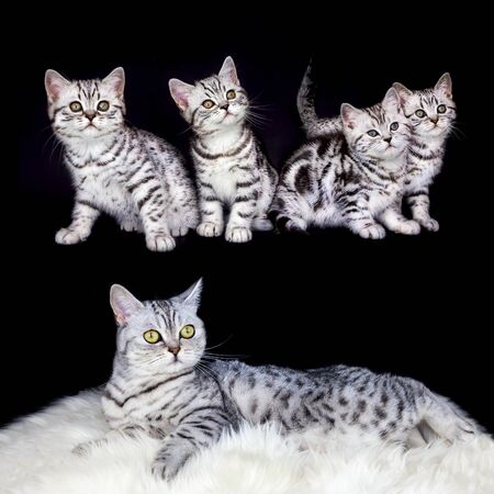 Mother cat with nest black silver tabby kittens isolated on black backgroundの写真素材
