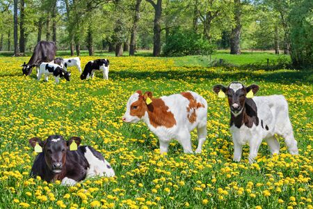 Group of newborn calves with cow in european pasture with dandelionsの写真素材