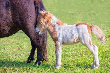 One newborn foal pony together with mother in dutch pastureの写真素材