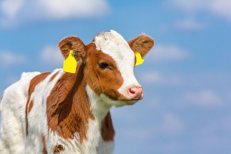 Portrait of newborn european calf with blue skyの写真素材