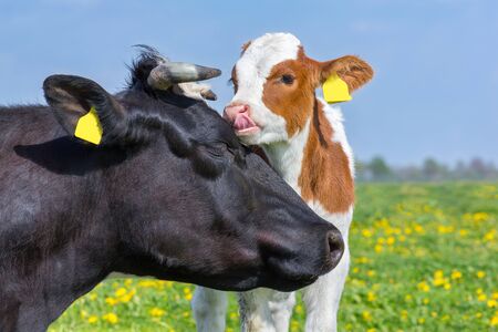 Portrait heads of mother cow and newborn calf in blooming european pastureの写真素材