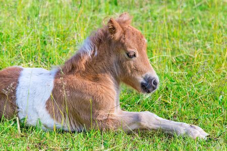 Close up portrait of lying young pony foal in dutch pastureの写真素材