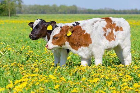 Two newborn twin calves standing together in blooming dutch pasture with dandelionsの写真素材