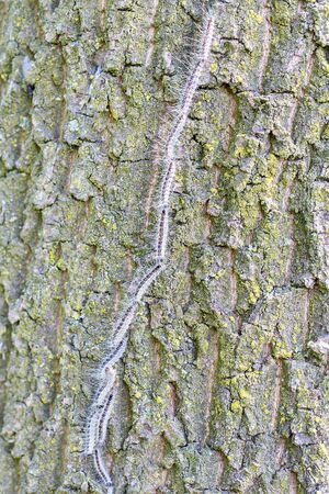 Procession to nest of oak process caterpillars on oak tree trunkの写真素材