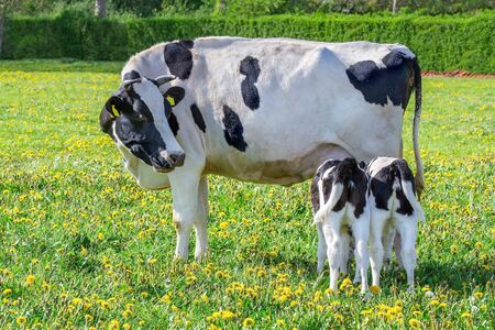 Mother cow looking at drinking newborn calves twins in european pastureの写真素材