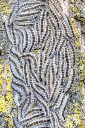 Nest of oak process caterpillars on tree barkの写真素材