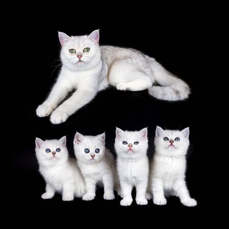 White mother cat with nest of four kittens isolated on black backgroundの写真素材