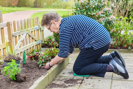 Caucasian senior woman plants green plant with berries in gardenの写真素材