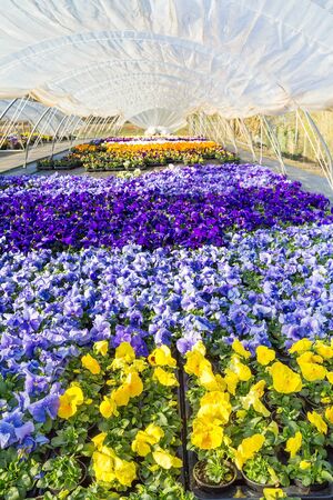 Plastic dutch  greenhouse colorful yellow, blue and purple flowering pansiesの写真素材