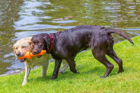 Two labrador dogs biting on orange rubber toy on water sideの写真素材