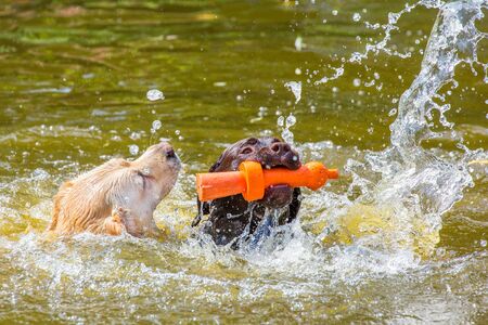 Two labrador dogs with orange rubber toy swimming in water of pondの写真素材