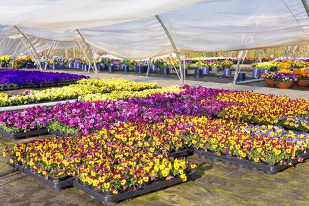 Plastic greenhouse in the Netherlands with colorful flowering pansies in traysの写真素材