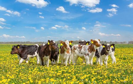 Group of newborn calves standing together in dutch pasture with yellow dandelionsの写真素材