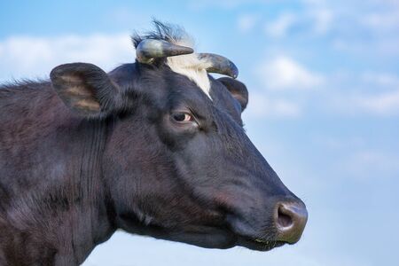 Portrait head of black european milk cow and blue skyの写真素材