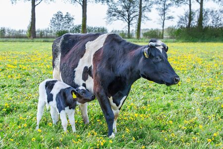 Mother cow with newborn calf  standing in dutch pastureの写真素材