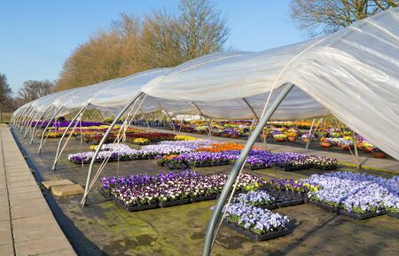 Open plastic european  greenhouse with   colorful flowering pansiesの写真素材