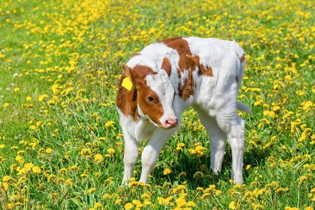 Newborn calf stands in dutch meadow with flowering yellow dandelionsの写真素材