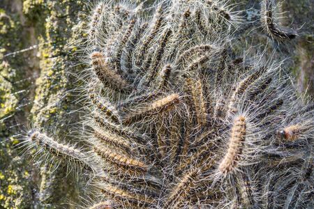 Nest of many oak process caterpillars together on oak tree trunkの写真素材