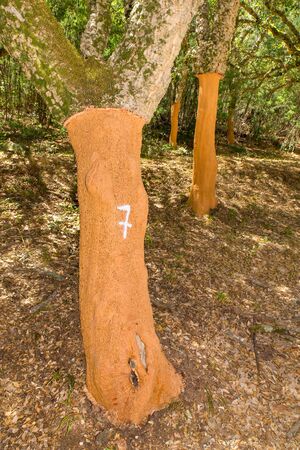 Orchard with removed bark on cork trees in Algarve Portugalの写真素材