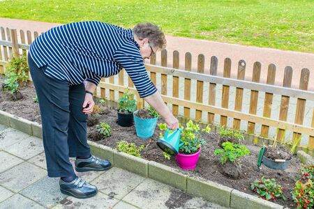 Elderly dutch woman  watering plant in garden with watering canの写真素材