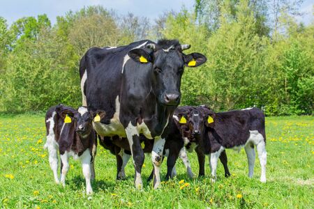 Black and white mother cow with group of calves in european pastureの写真素材
