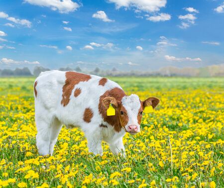 One red Holstein calf stands in dutch pasture with yellow dandelionsの写真素材