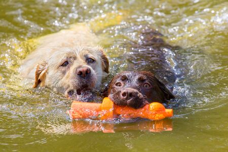 Two labrador dogs with orange rubber toy swim side by side in natural  waterの写真素材