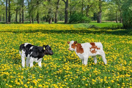 Two newborn calves standing in colorful pasture with blooming yellow dandelionsの写真素材